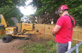 Vestal tree services are rated 4.81 out of 5 based on 172 reviews of 8 pros. Cook S Tree Care