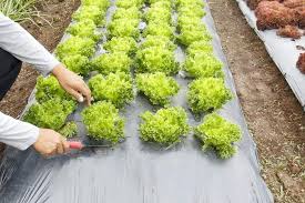 Best ways to improve drainage in a vegetable garden. 7 Best Weed Barriers Of 2021 Top Landscape Fabric Reviews