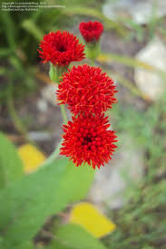 Image result for Emilia juncea