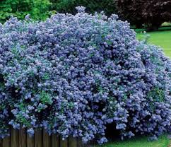 Epingle Sur Ceanothus Thyrsiflorus Repens Growing