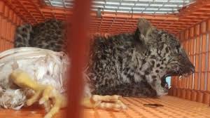 Serunya perah sapi hingga beri pakan kelinci di depok jawa barat. Penyelamatan Anak Macan Tutul Di Peternakan Ayam Di Sukabumi Terkulai Lemas Dan Kelaparan Tribun Bali