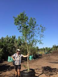 Image result for Heteropyxis natalensis