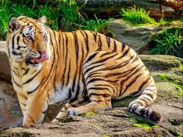 Jan 27, 2021 · international tiger day 2021. International Tiger Day 2020 Headcount India Status And Other Key Facts Business Standard News