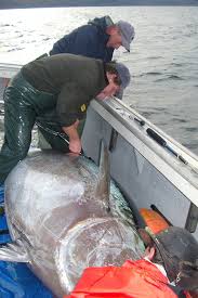Atlantic bluefin tuna landed and sold on 24 different occasions between july 2018 and december 2018. Deepwater Horizon Oil Spill Impacted Bluefin Tuna Spawning Habitat In Gulf Of Mexico Stanford And Noaa Researchers Find Stanford News
