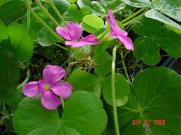 Image result for Oxalis obliquifolia