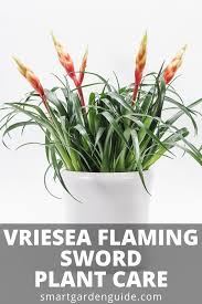 How To Care For A Vriesea Plant Complete Guide To The Flaming Sword Bromeliad Plant A Wonderful Display Of Color For Yo Plants Flaming Sword House Plant Care