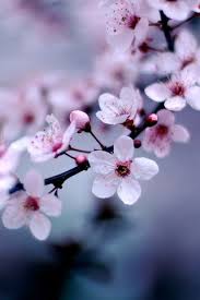 Maybe you would like to learn more about one of these? Cherry Blossom Iphone Wallpaper Hd Fiori Di Ciliegio Fiori Fiori Di Pesco
