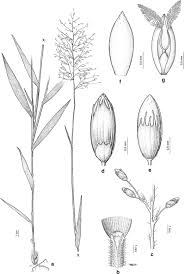 Image result for Panicum pectinellum
