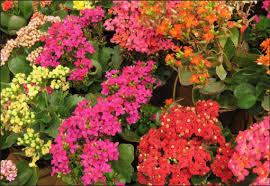 Image result for Kalanchoe velutina