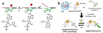 In which animal cell would golgi apparatus be most abundant. Detection Of Metal Ions In Biological Systems A Review