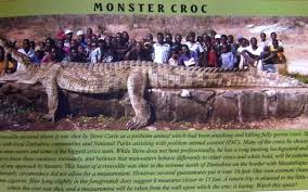 Saltwater Crocodile Size Comparison 35014 Tweb In Crocodile