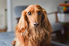 Their sleek and shiny coat has an undercoat which is a close fit. Long Haired Dachshund What To Know About This Stunning Dachshund All Things Dogs All Things Dogs