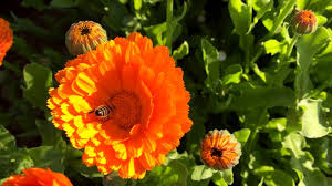 Wann kann man ringelblumen aussäen? Ringelblume Pflanzenbetrachtung Weleda