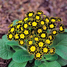 Bumble Bee Primrose Michigan Bulb Company