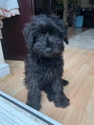 Join our community of paw lovers across the u.s. Reddit Meet Drax Our 13 Week 3 Month Old Black Miniature Schnauzer Puppy Aww
