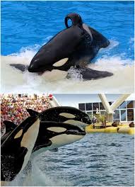 Pin On Orcas