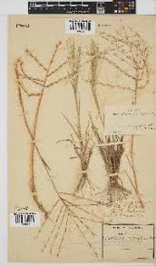 Image result for Trichoneura grandiglumis