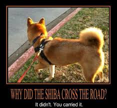 Pin By Jenny Anderson On Shibaholic Shiba Inu Funny Shiba Inu Shiba Inu Dog