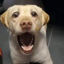 New Look Of Disbelief Memes Have Memes Comes Memes With Memes
