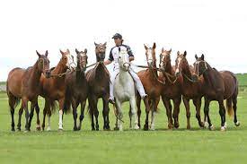 | please provide a valid price range. Polo Horses For Sale Polo In Pilar