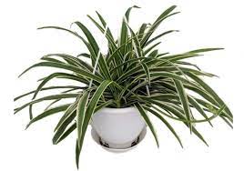 Some plants can actually be poisonous for cats and cause them harm. Is Spider Plant Chlorophytum Comosum Toxic To Cats Or Safe Pet Care Advisors
