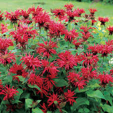 Monarda Gardenview Scarlet Bee Balm Plant Bee Balm Organic Gardening Tips