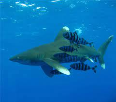 Green sea turle in a reef with sharks, red sea whitetip reef sharks. File Oceanic Whitetip Shark Jpg Wikimedia Commons