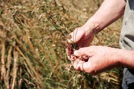 Image result for Capillipedium