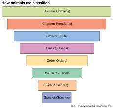 Classification of numbers number chart. Taxonomy Definition Examples Levels Classification Britannica