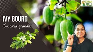 Image result for Coccinia grandis