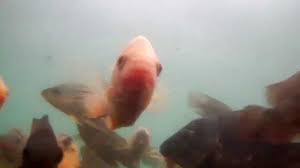 We did not find results for: Htm Telaga Herang Majalengka Tak Boleh Menangkap Ikan Jika Melanggar Bakal Didenda Gilang Mardi