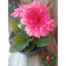 Umumnya masyarakat di indonesia lebih mengenal dengan nama bunga gerbera. Bibit Tanaman Hias Bunga Gerbera 25cm Shopee Indonesia