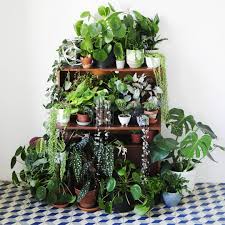 1 749 Likes 13 Comments Anne Botanicalsandbillie On Instagram An Old Picture But I Really Love All The Patterns Th Inside Plants Plants Indoor Plants