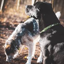 Da von ihrem hund stetig talg abgesondert wird, ist es wichtig, dass sie das halsband regelmässig. Zecken Halsband Em Keramik Paracord Halsband Fur Hunde Grosse Xs L Armygreen Ebay