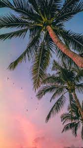 Patong Phuket Thailand Palm Trees Wallpaper Pretty Wallpapers Summer Wallpaper