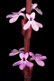 Image result for Striga gesnerioides