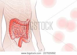 Going from head to toes, this. 3d Diagram Vector Photo Free Trial Bigstock