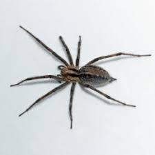 A child's shackles, a west african legacy, a black sergeant in the union army — these are stories you need to hear. Spiders In British Columbia Species Pictures