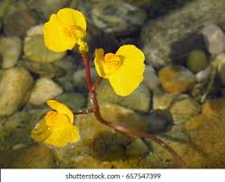 Image result for Utricularia australis
