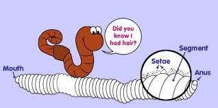 Segments And Setae The Adventures Of Herman The Worm U Of I Extension Homeschool Science Segmentation 1st Grade Science