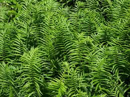 Image result for Ampelopteris