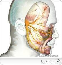 En effet, rien de dramatique lorsque les nerfs de votre corps sautent une fois de temps en temps. Nevralgie Faciale Trijumeau Symptomes Facteurs De Risque Et Prevention