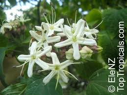 Image result for Clerodendrum melanocrater