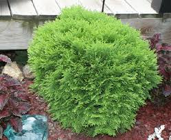 For each arborvitae tree picture you like, just click on the tree photo to make the arborvitae tree image enlarge. Midwest Gardening Evergreen Index