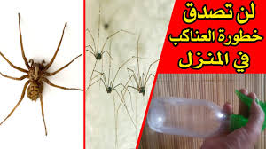 تخلصي من عناكب البيت الموجودة في الاركان و الجنبات و الحشرات المضرة نهائيها Youtube