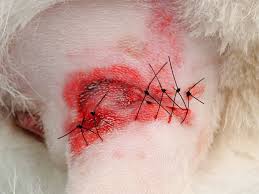 ALL動物病院行徳