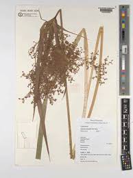 Image result for Cyperus glaucophyllus