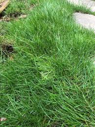 The small seed remains for years even after eradication, its shoot, and rhizomes spread both above and below ground respectively. Talk Me Out Of Letting My Zeon Zoysia Grow Taller The Lawn Forum
