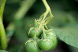 There are other groups such as 'ball dahlias' and 'pom pom dahlias' with spherical blooms, 'colarette dahlias' with uneven rows of petals creating a 'collar' effect ball dahlia boom boom white. What Fruit Is Growing On My Potato Plants Msu Extension