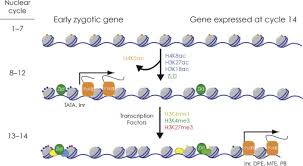 Transcriptional Activation Of The Zygotic Genome In Drosophila Sciencedirect